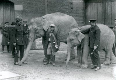 Burmesische Elefanten mit Pfleger Jack Milbourne, Syed Ali (links) und San Dwe (Mitte), London Zoo, Mai 1923 von Frederick William Bond